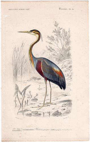 Purple Heron